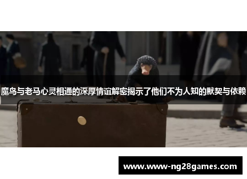 魔鸟与老马心灵相通的深厚情谊解密揭示了他们不为人知的默契与依赖